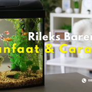 merawat-ikan-hias-di-rumah