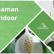 tanaman hias rumah solo
