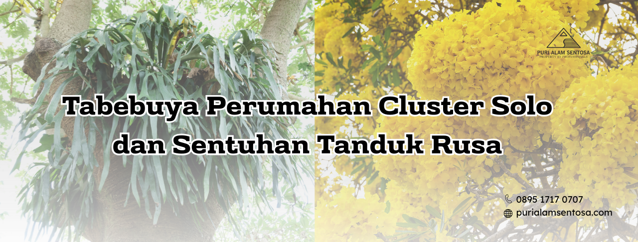 tabebuya perumahan cluster solo