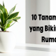 tanaman ruangan rumah di solo