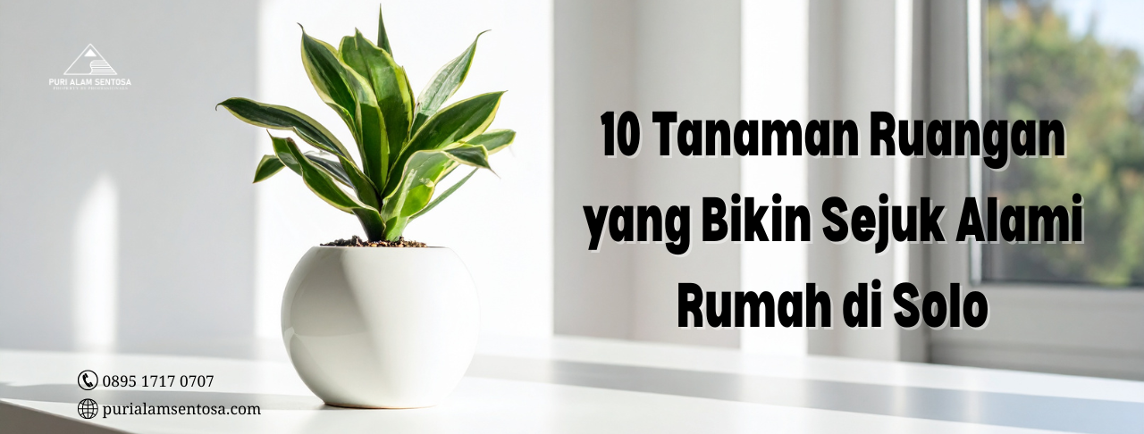 tanaman ruangan rumah di solo